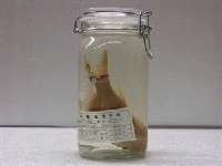 藏品(條紋花鮨)的圖片